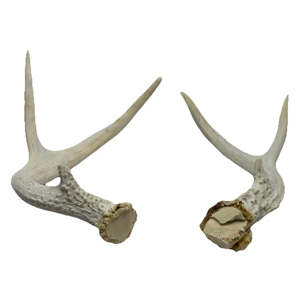 Wild 6 Point‎ Pennsylvania Whitetail Deer Antlers Horns Decor Man Cave Cabin
